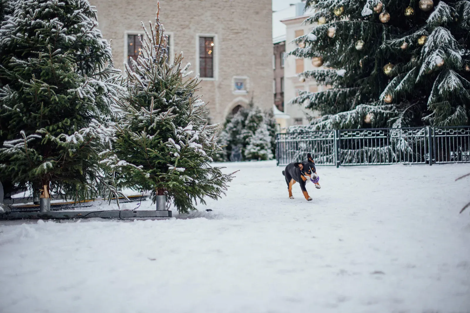 Greater Swiss Mountain Dog