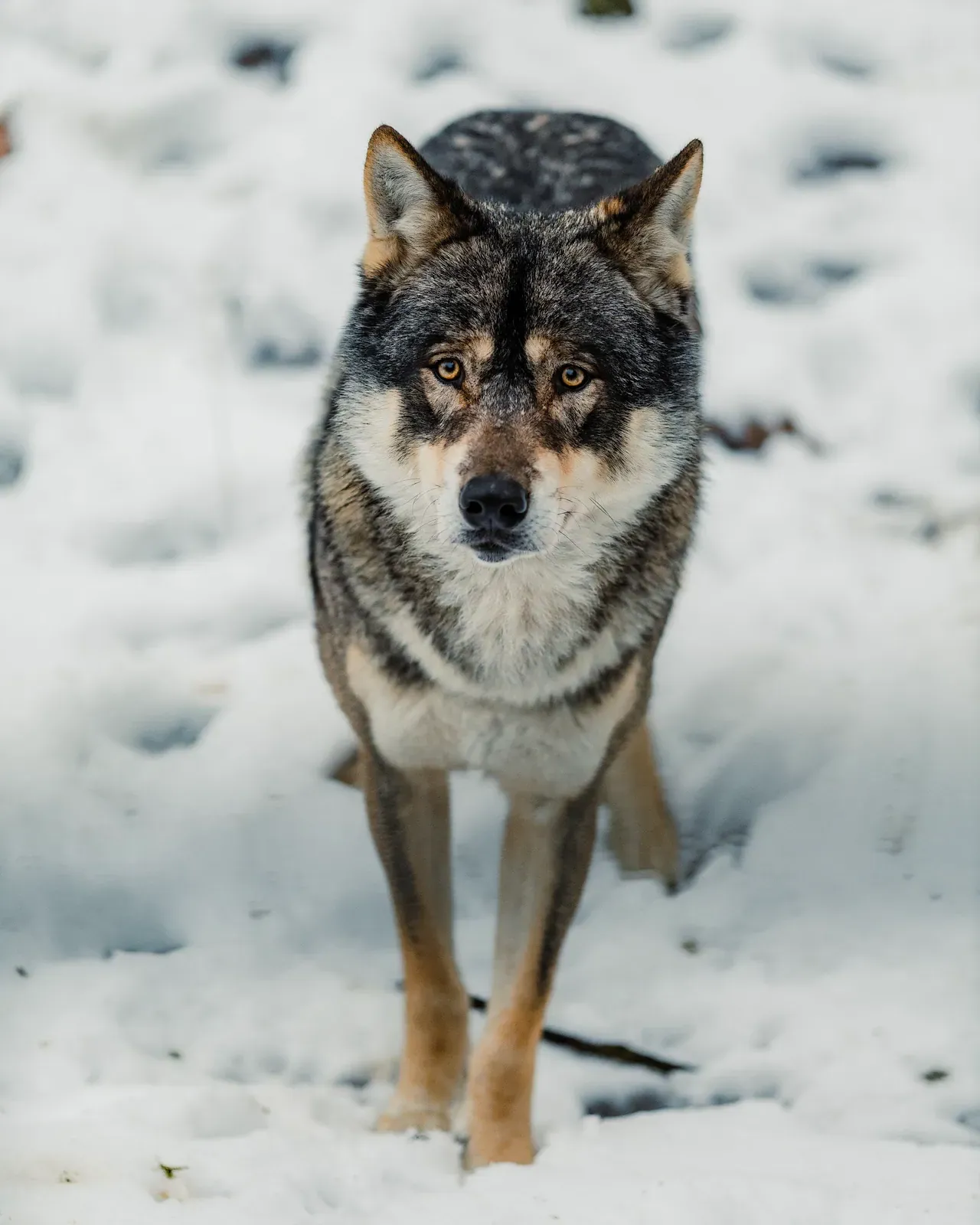 Grey wolf walking towards the camera through snow