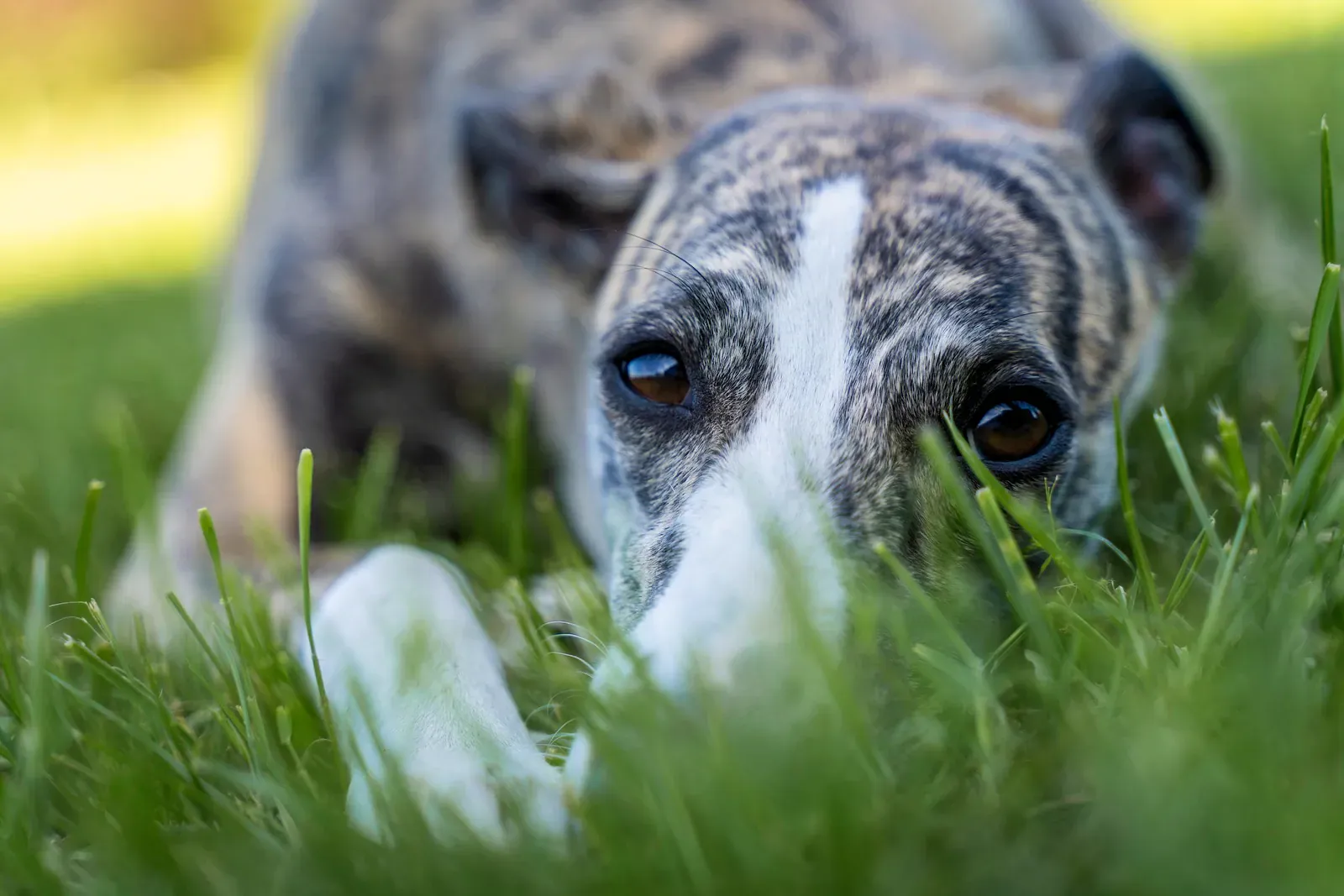 Greyhound