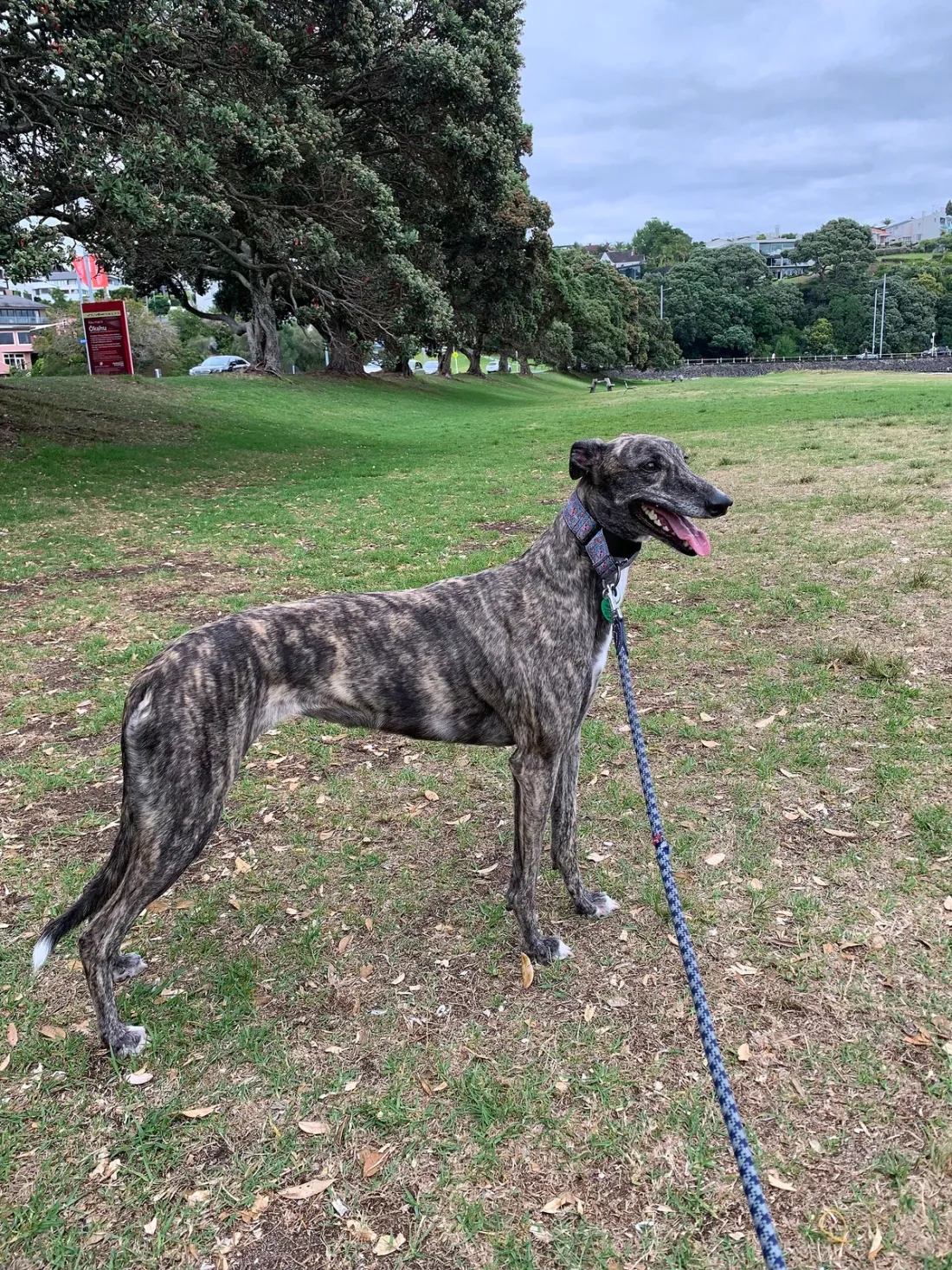 Brindle Greyhound standing on grass