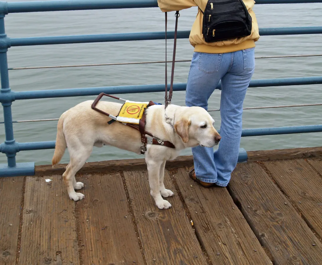 Yellow Labrador guide dog in a harness with its handler on a pier