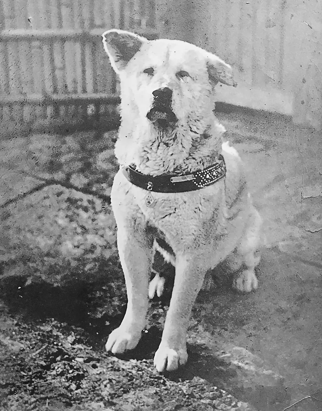Hachiko, the Akita from Tokyo, sitting in a black and white photograph from 1934