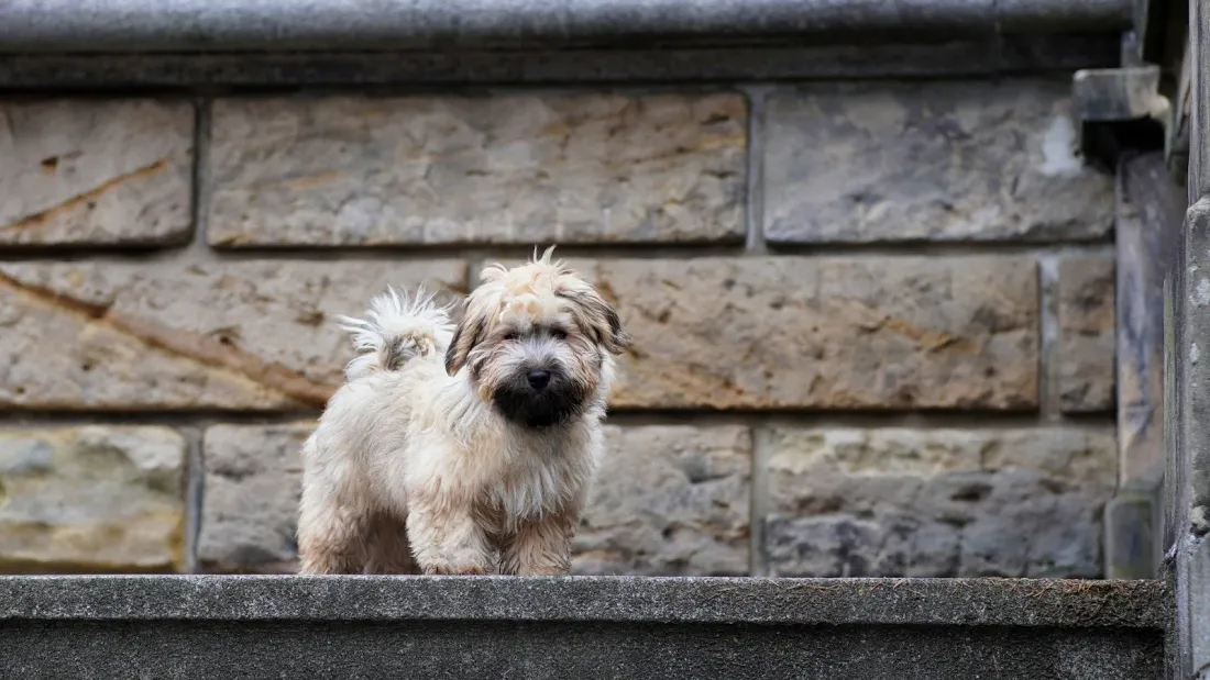 Small Havanese dog standing on a stone wall