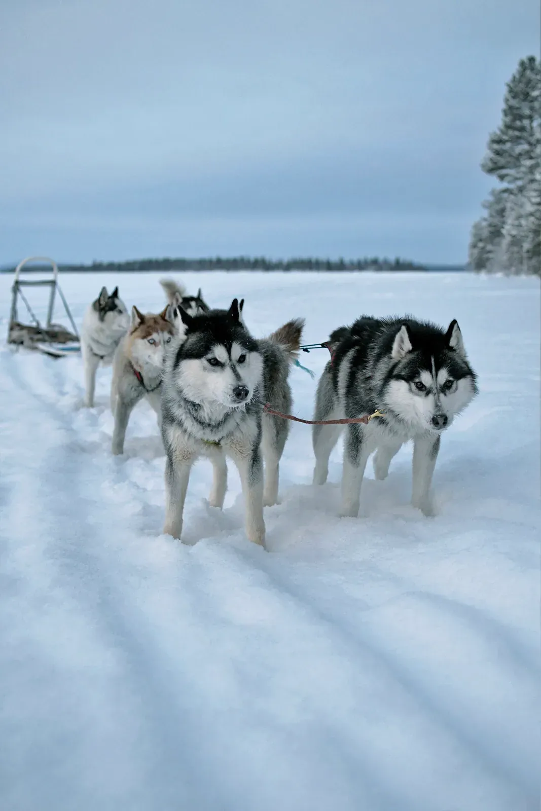 Husky sled team running on a frozen lake