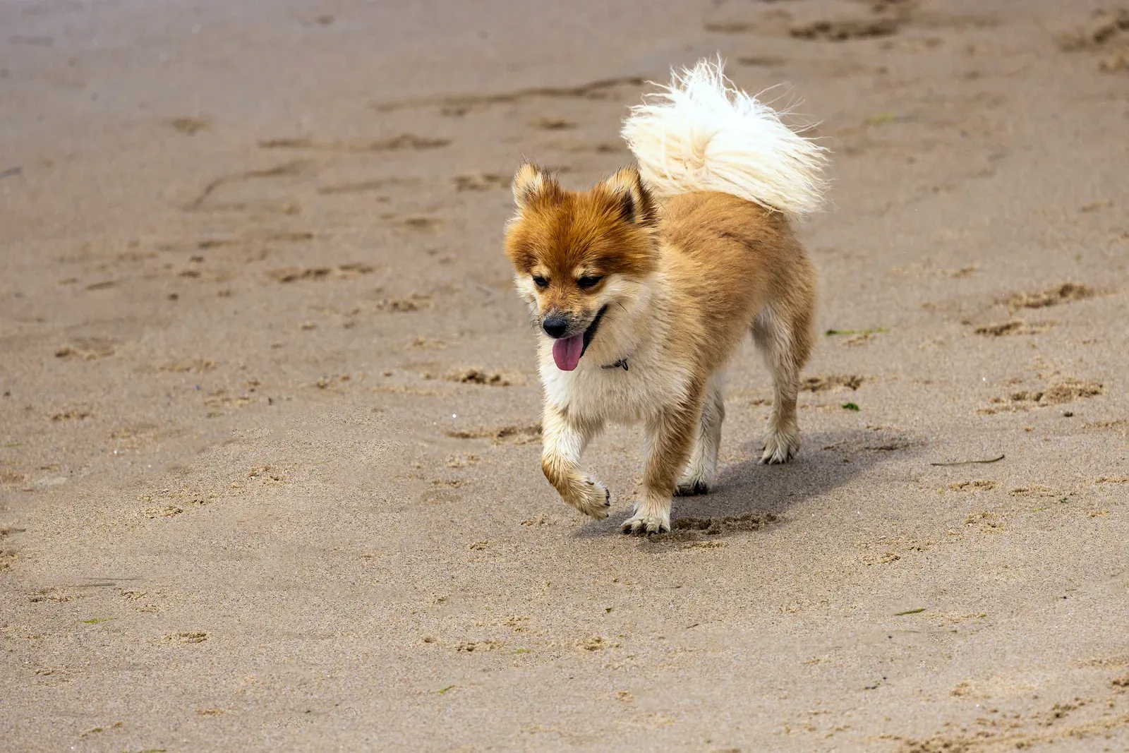 Icelandic Sheepdog