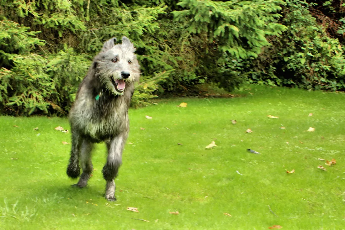 Grey Irish Wolfhound trotting on a lawn
