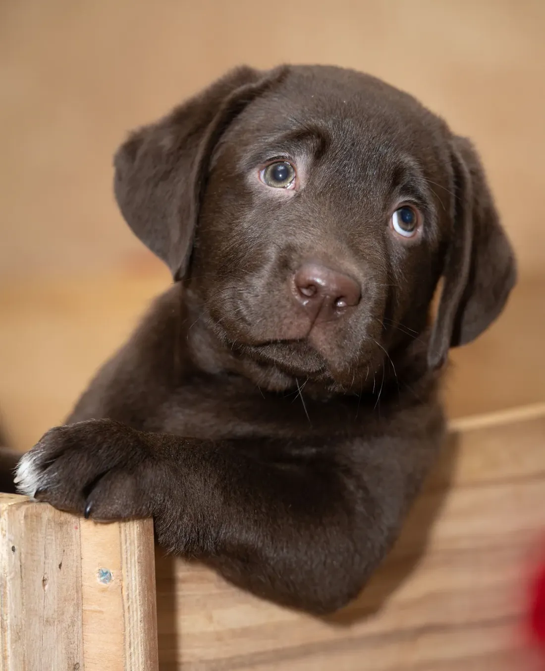 Chocolate Labrador puppy resting a paw on a wooden ledge