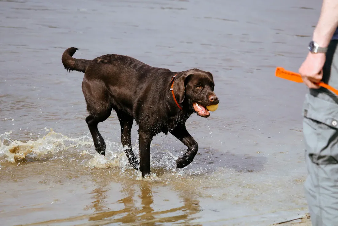 Chocolate Labrador walking side-on through shallow water with a ball in its mouth