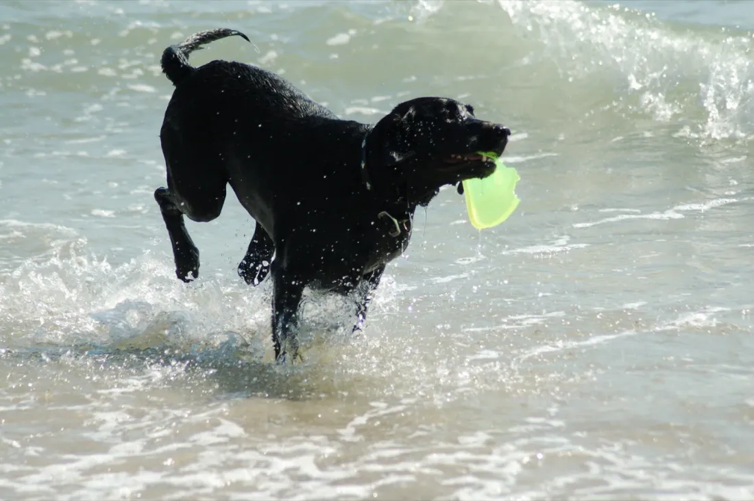 Black Labrador splashing through water carrying a green dummy