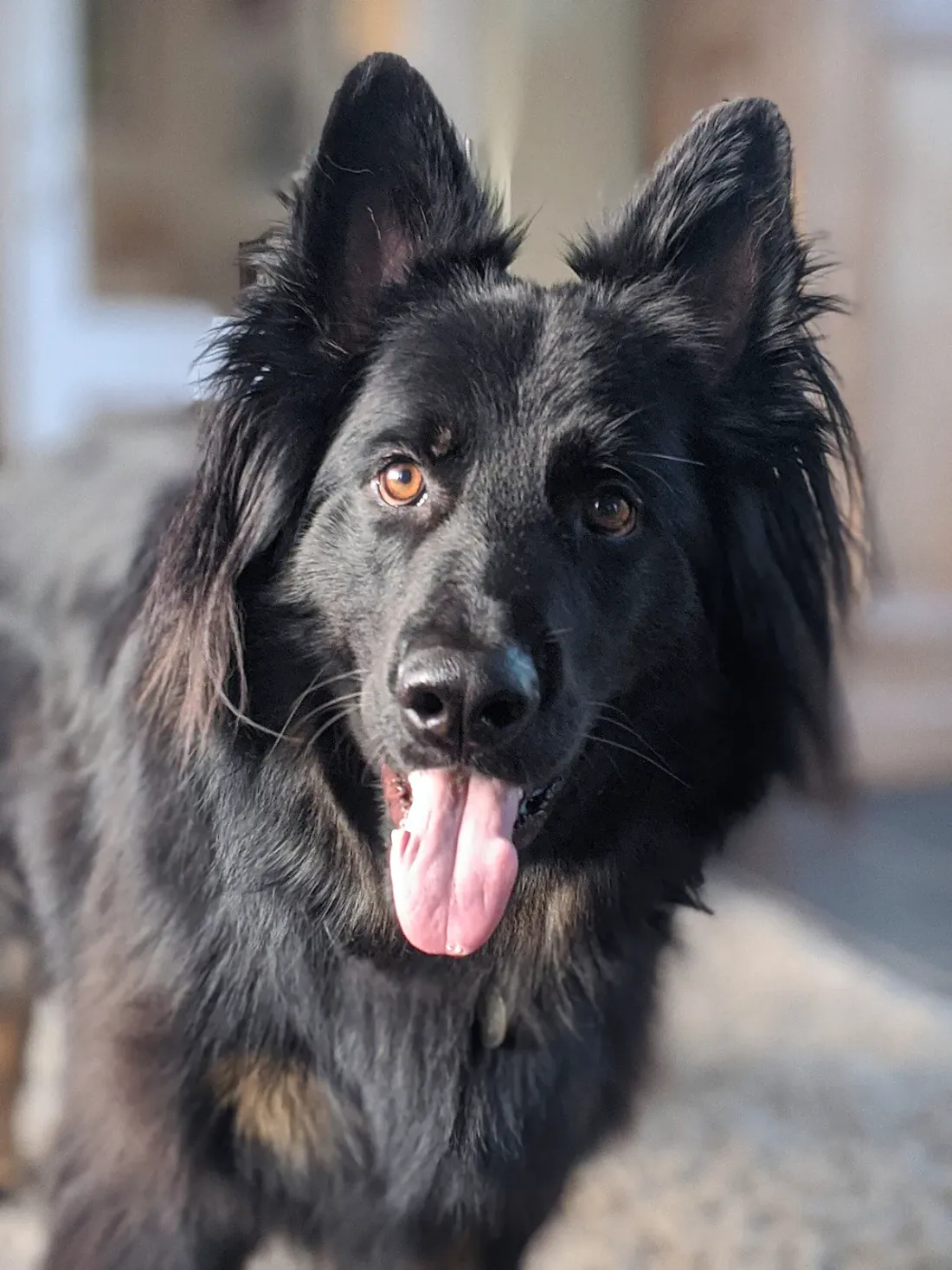 Long-coated black German Shepherd