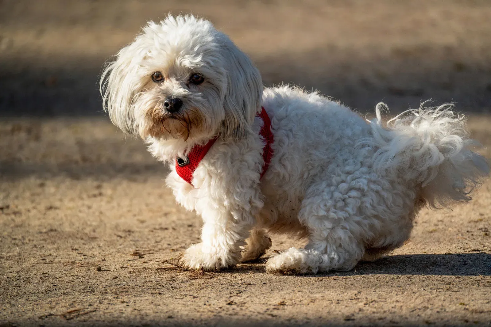 Maltese