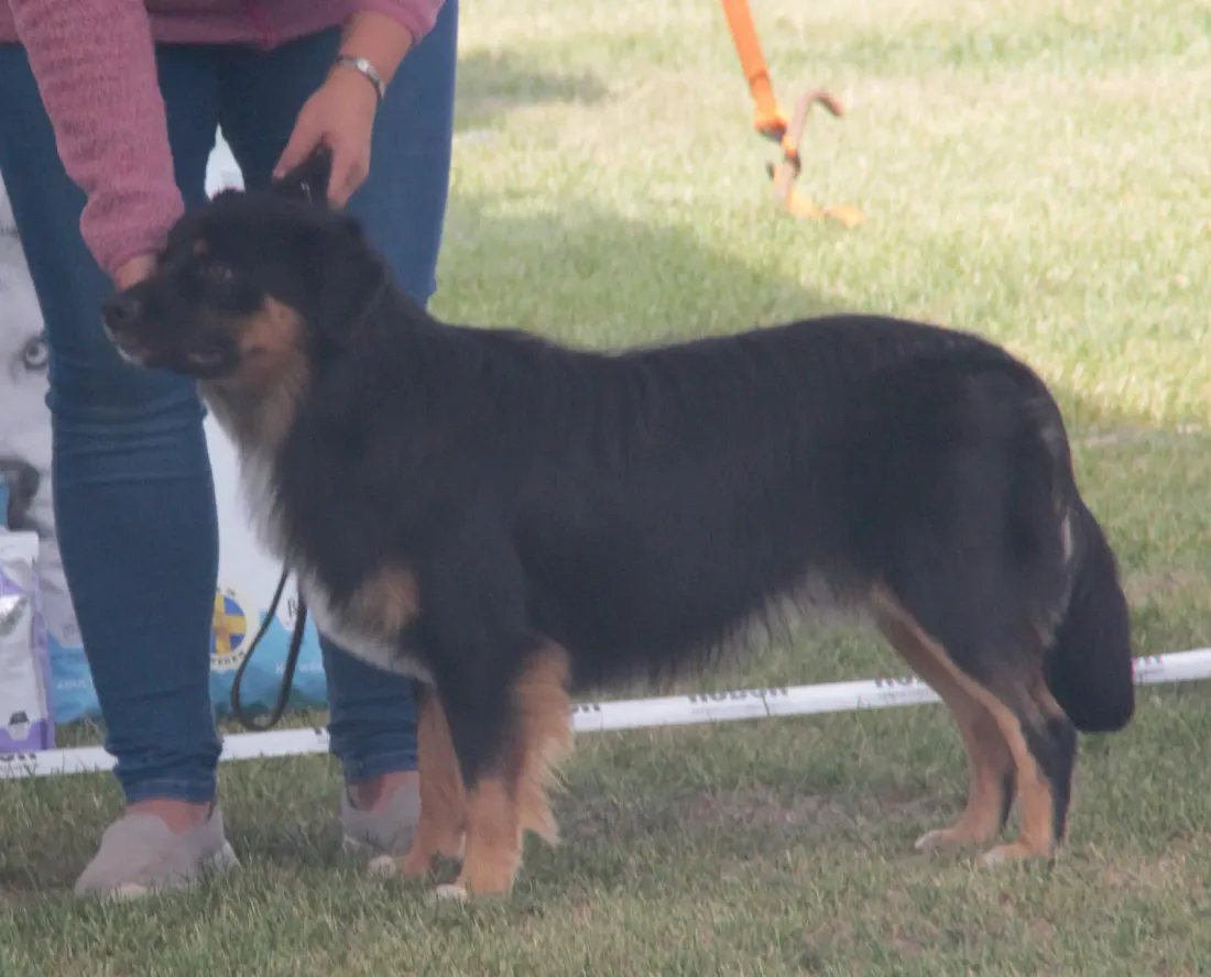 Black and tan Miniature American Shepherd