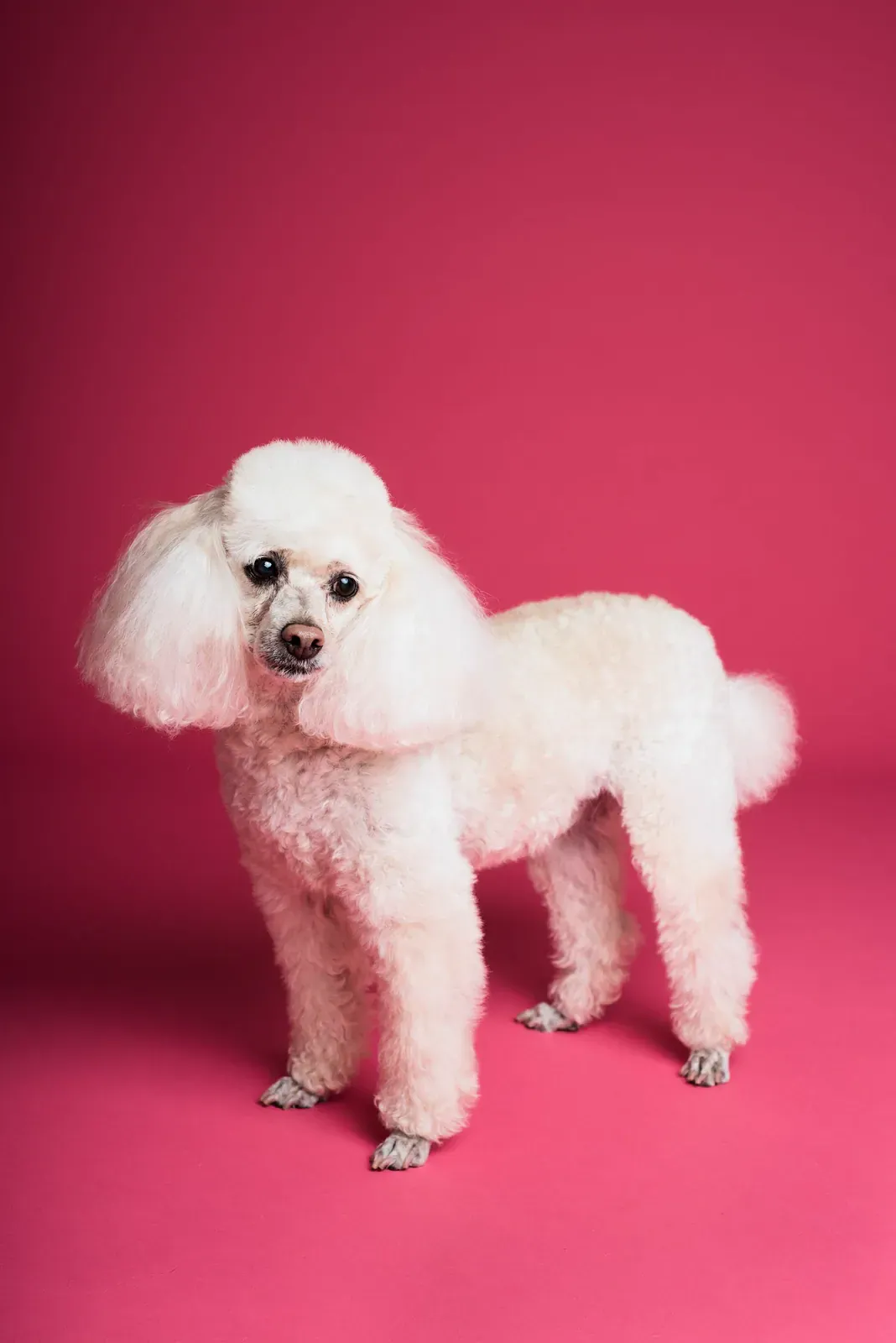 White Poodle standing on a pink studio background