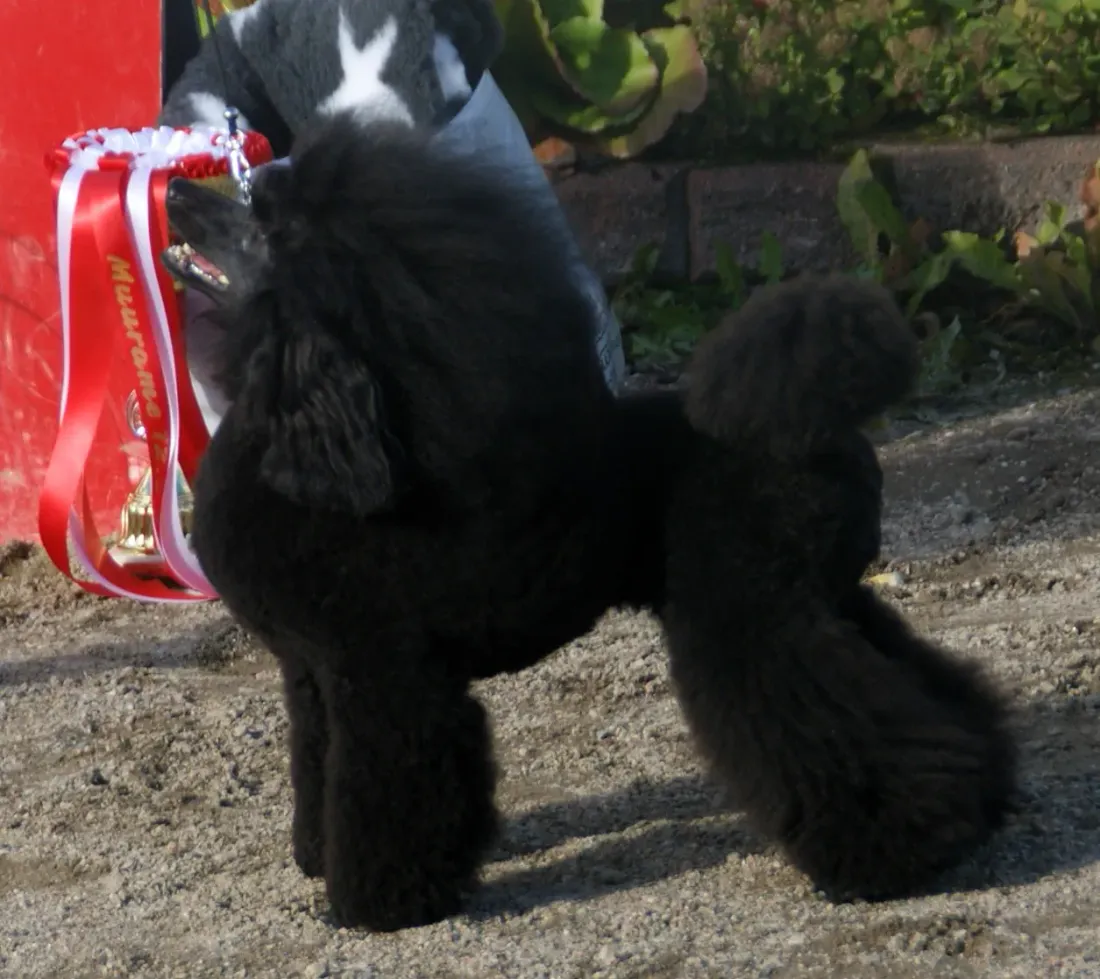 Black Miniature Poodle in a continental show clip, side view, with a prize ribbon