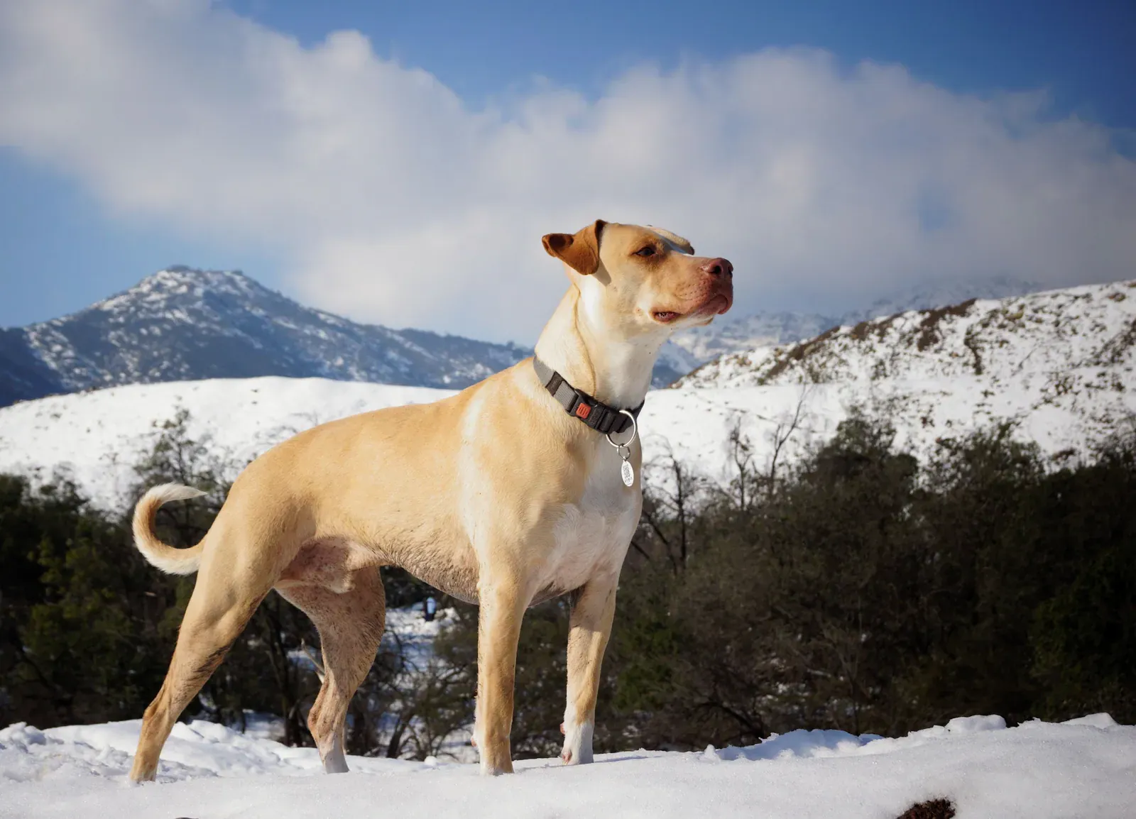 Mountain Cur