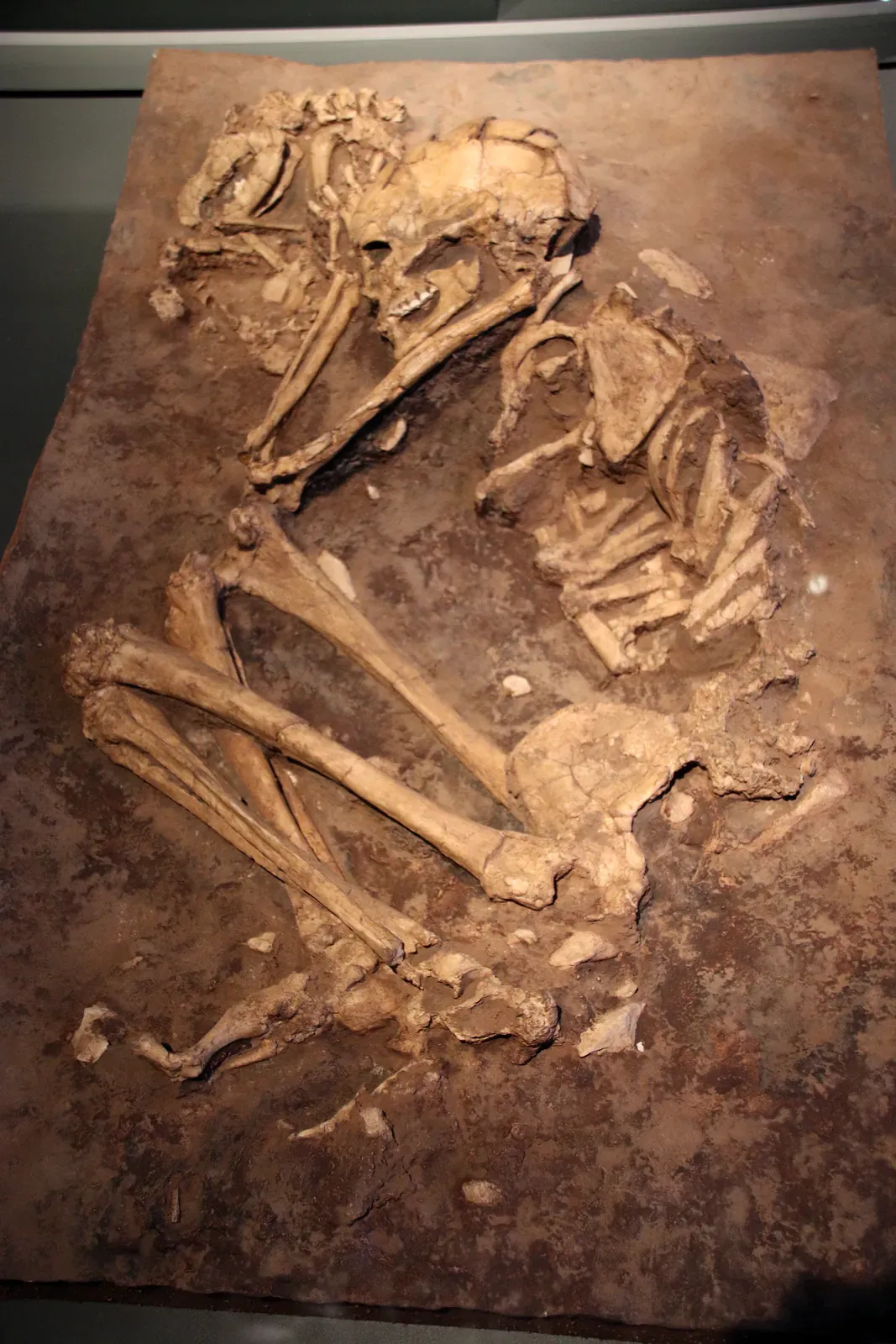 Natufian burial of a person with a dog, Israel Museum, Jerusalem