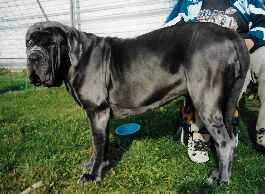 Grey Neapolitan Mastiff standing in side view on a lead, with heavy loose skin and dewlap