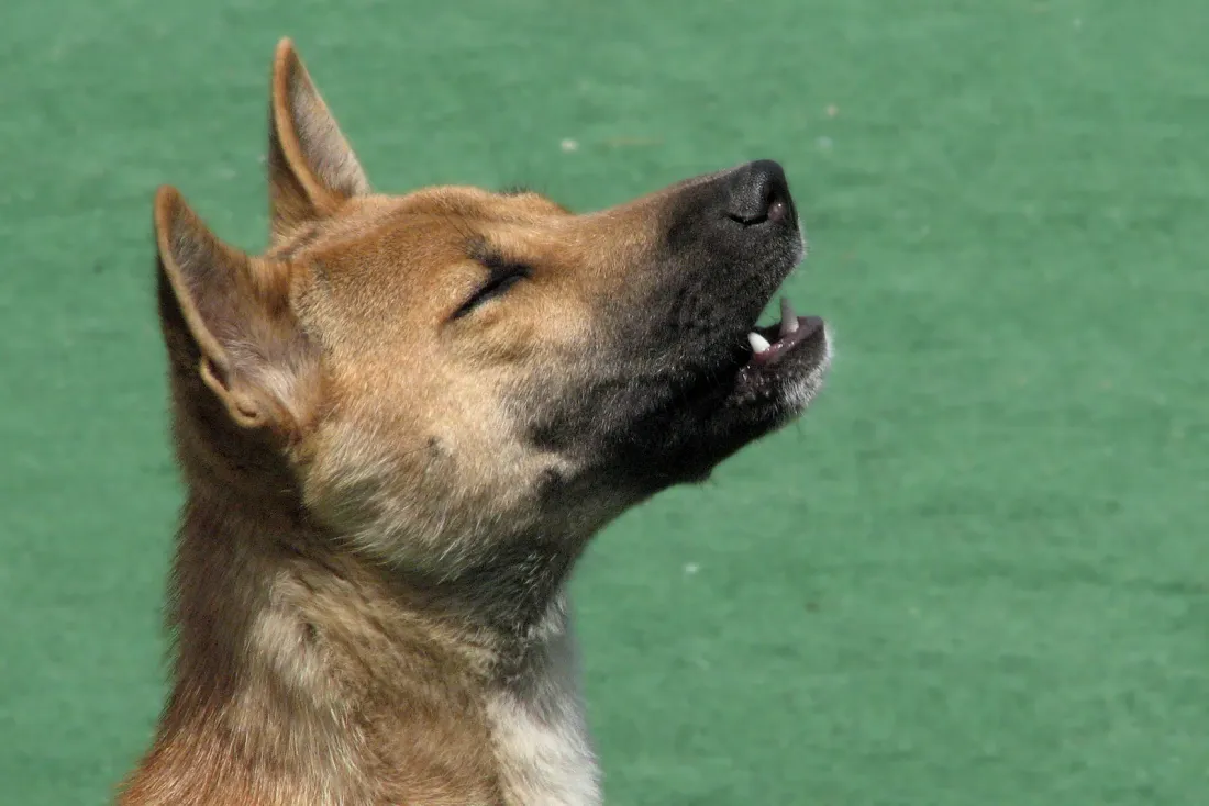 New Guinea Singing Dog howling