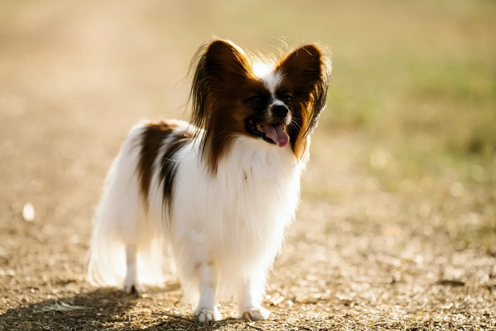 Papillon