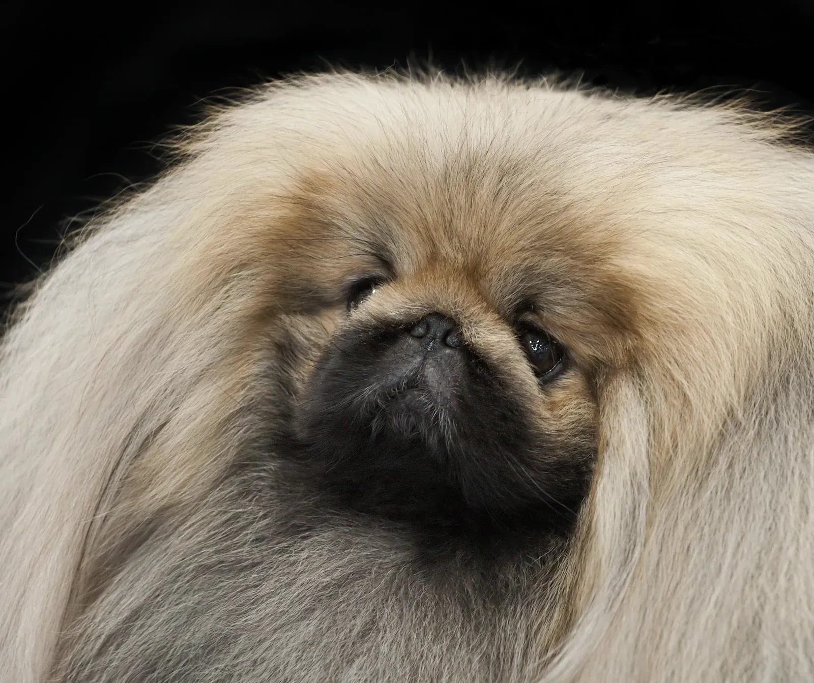 Pekingese