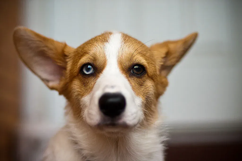 Red and white Pembroke Welsh Corgi puppy head portrait with blue eyes