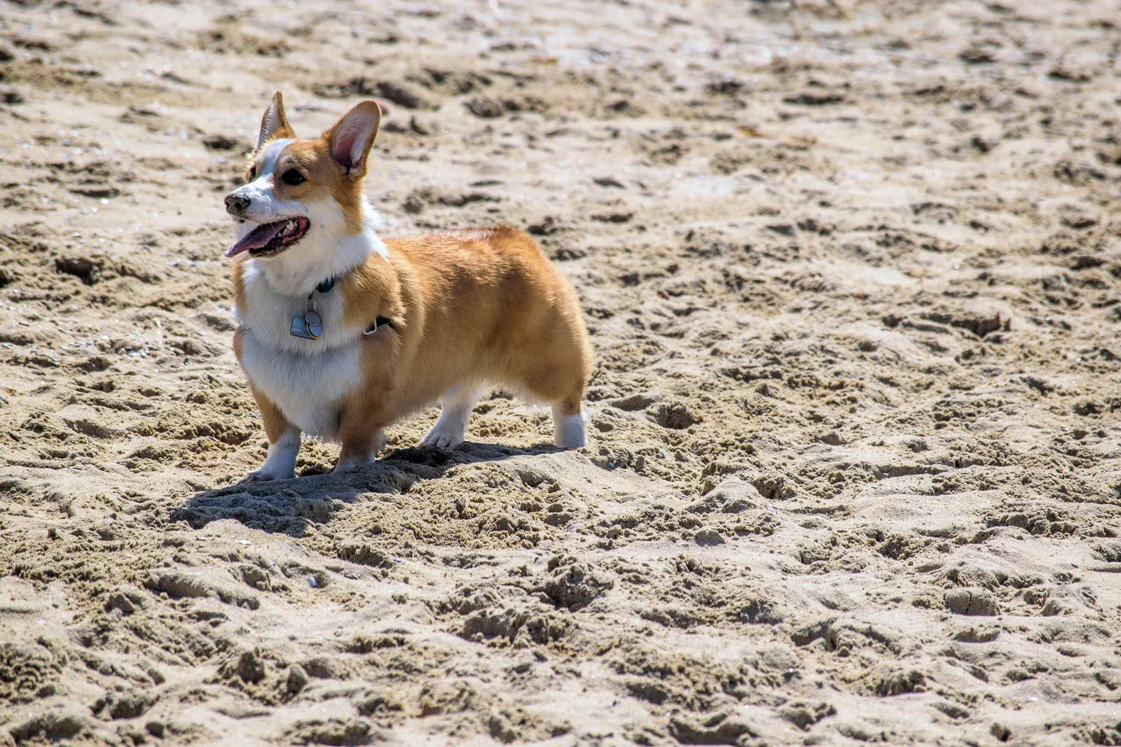 Red and white Pembroke Welsh Corgi standing in side view on sand