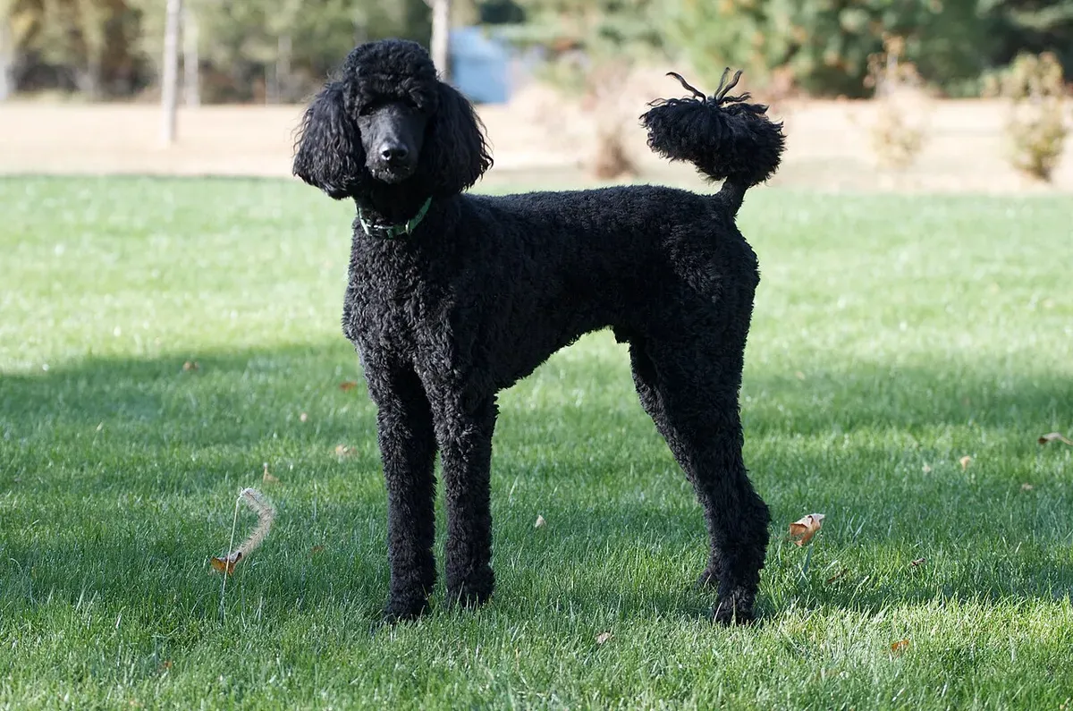 Black Standard Poodle standing in side view on a lawn