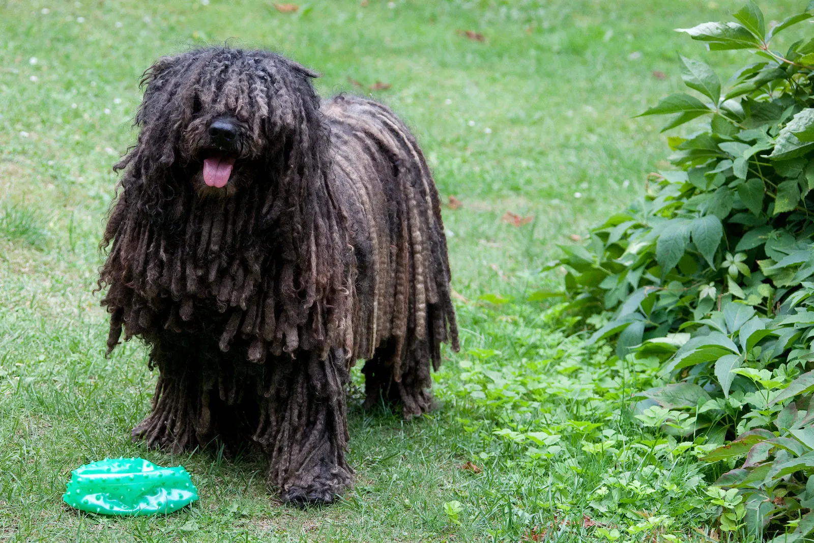 Puli