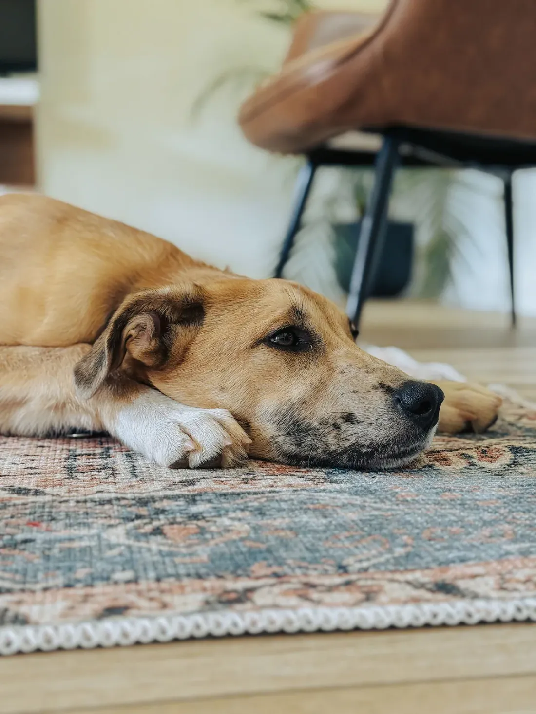 Tan mixed-breed dog lying calmly on a patterned rug