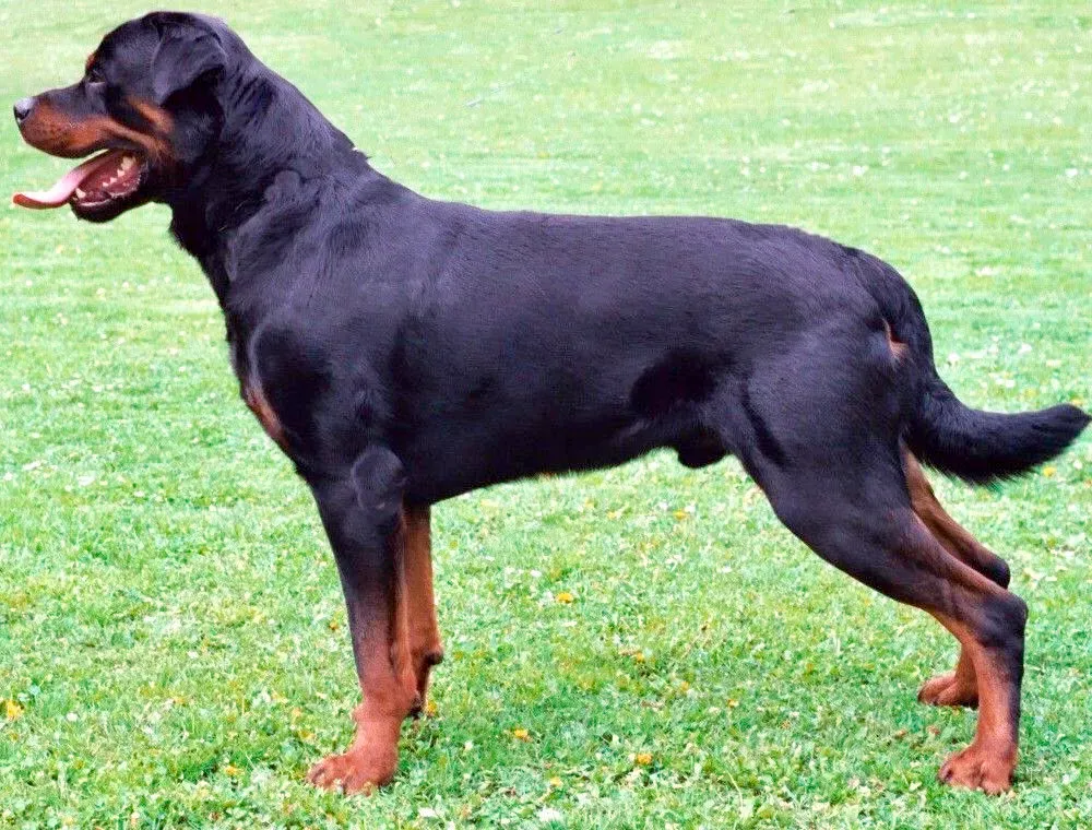 Adult black and rust Rottweiler standing in side view on grass