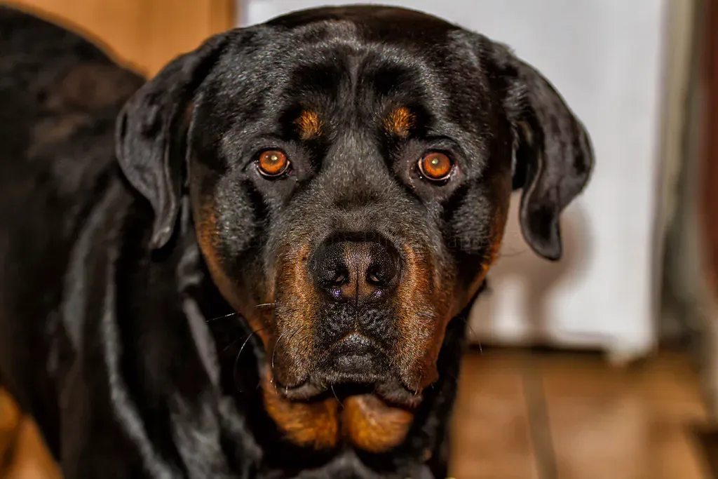Rottweiler head portrait showing rust markings over the eyes and on the muzzle