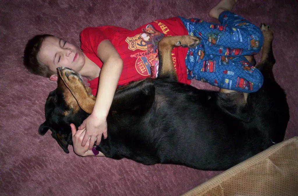 Child resting against a lying black Rottweiler at home