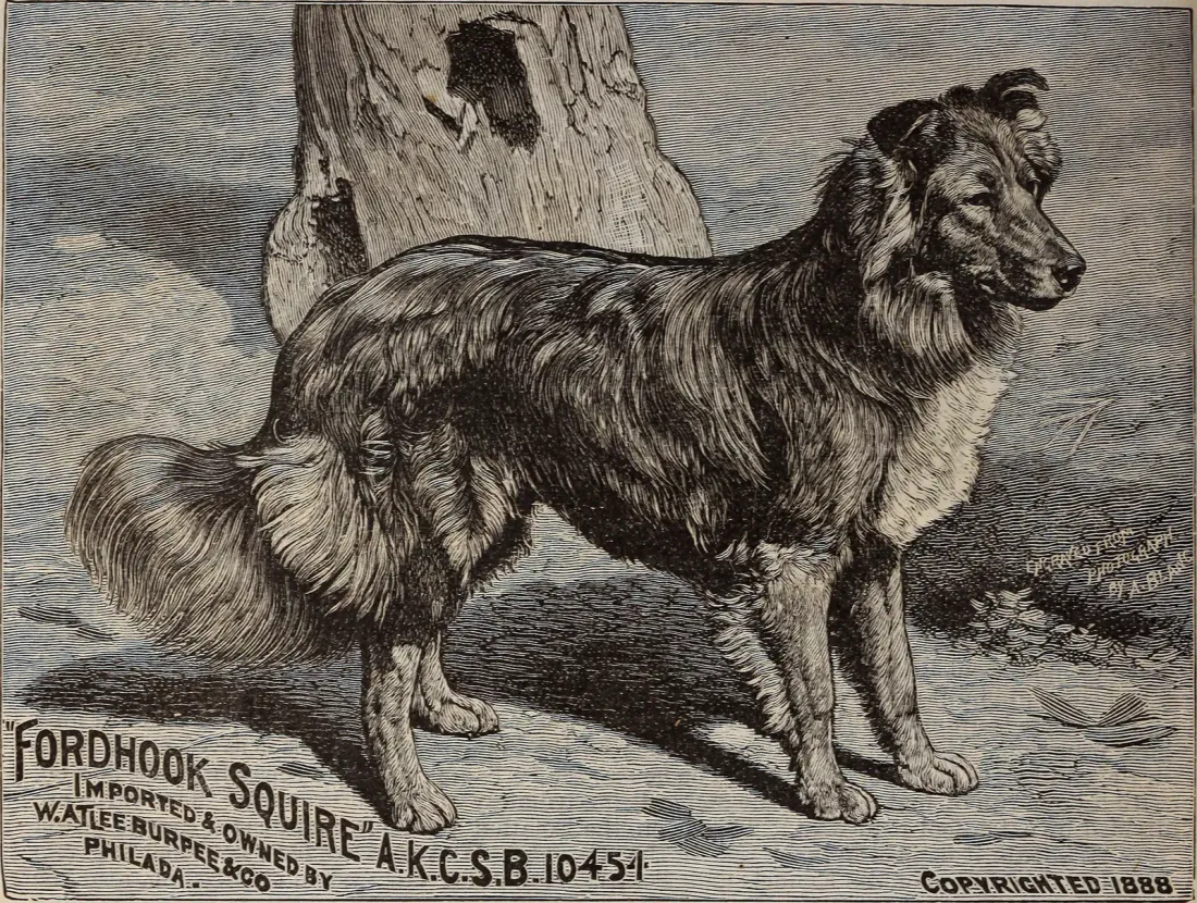 Engraving of a show collie, 1890s