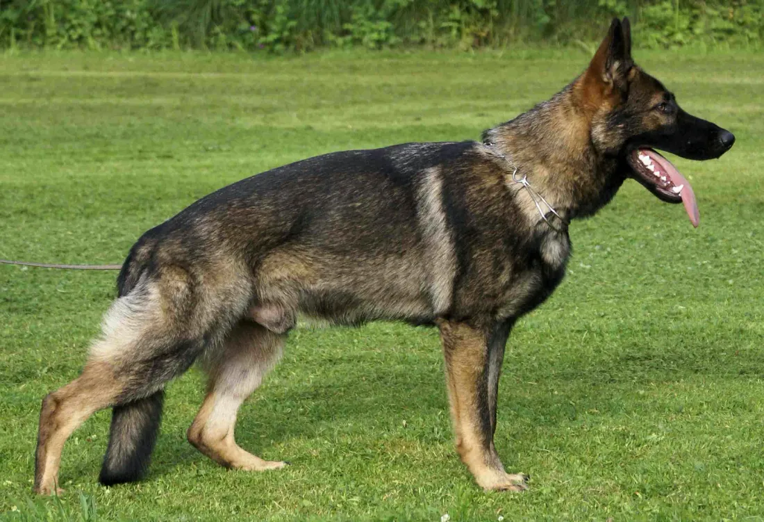 Sable working-line German Shepherd standing on grass