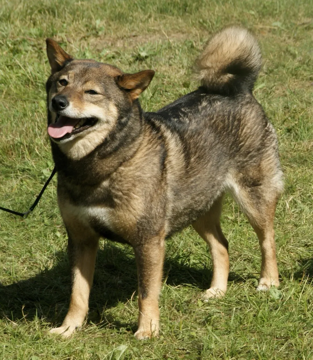 Sesame Shiba Inu standing on grass in side view with curled tail