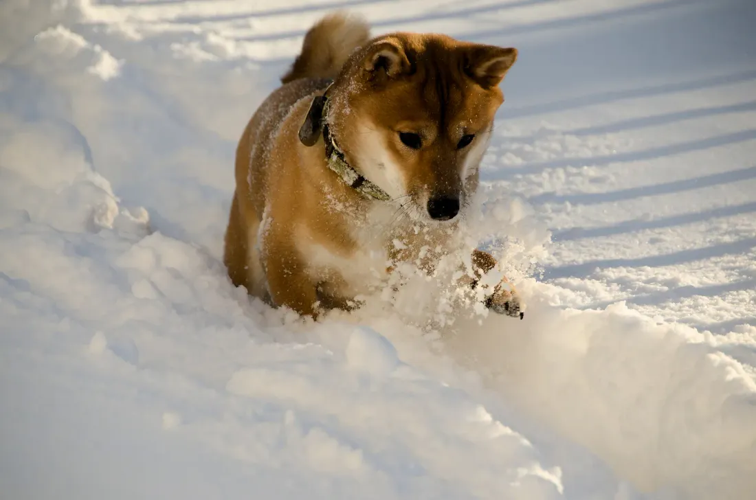 Red Shiba Inu pup playing in deep snow