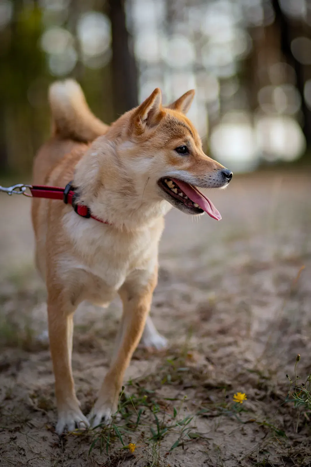 Red Shiba Inu on a red leash walking outdoors with tongue out