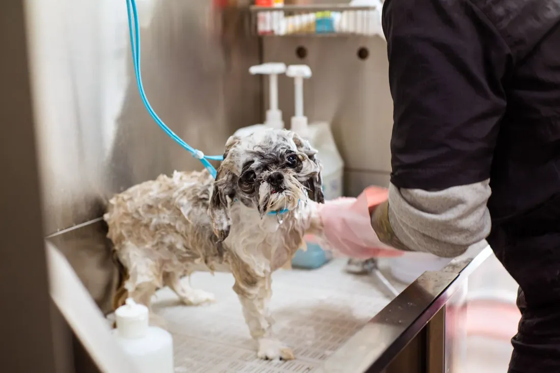 Wet Shih Tzu being bathed at a grooming station