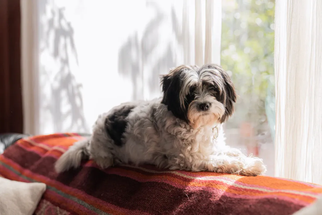 Black and white Shih Tzu resting on a red blanket by a window