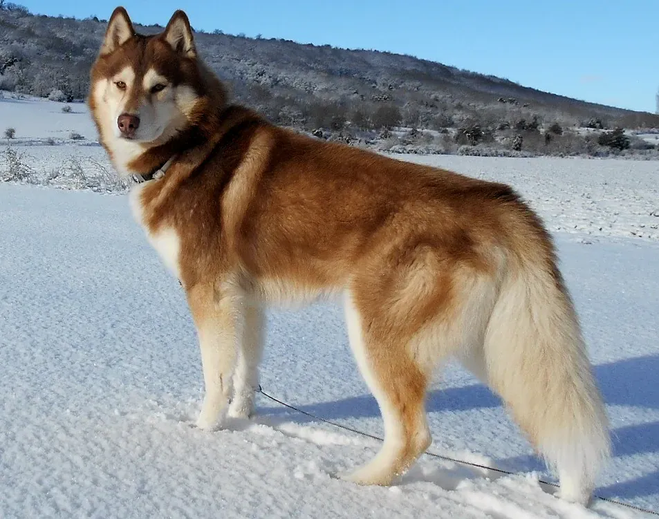 Copper and white Siberian Husky standing on snow