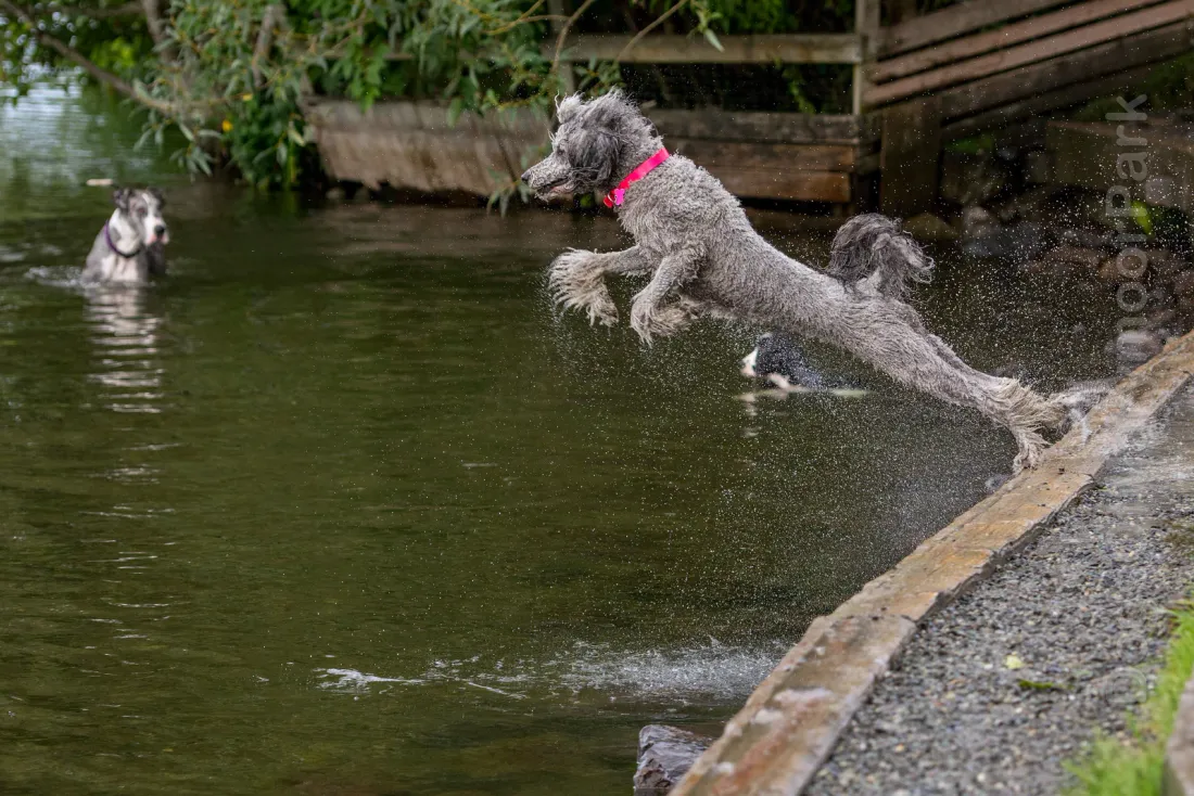 Standard Poodle diving into a river from the bank