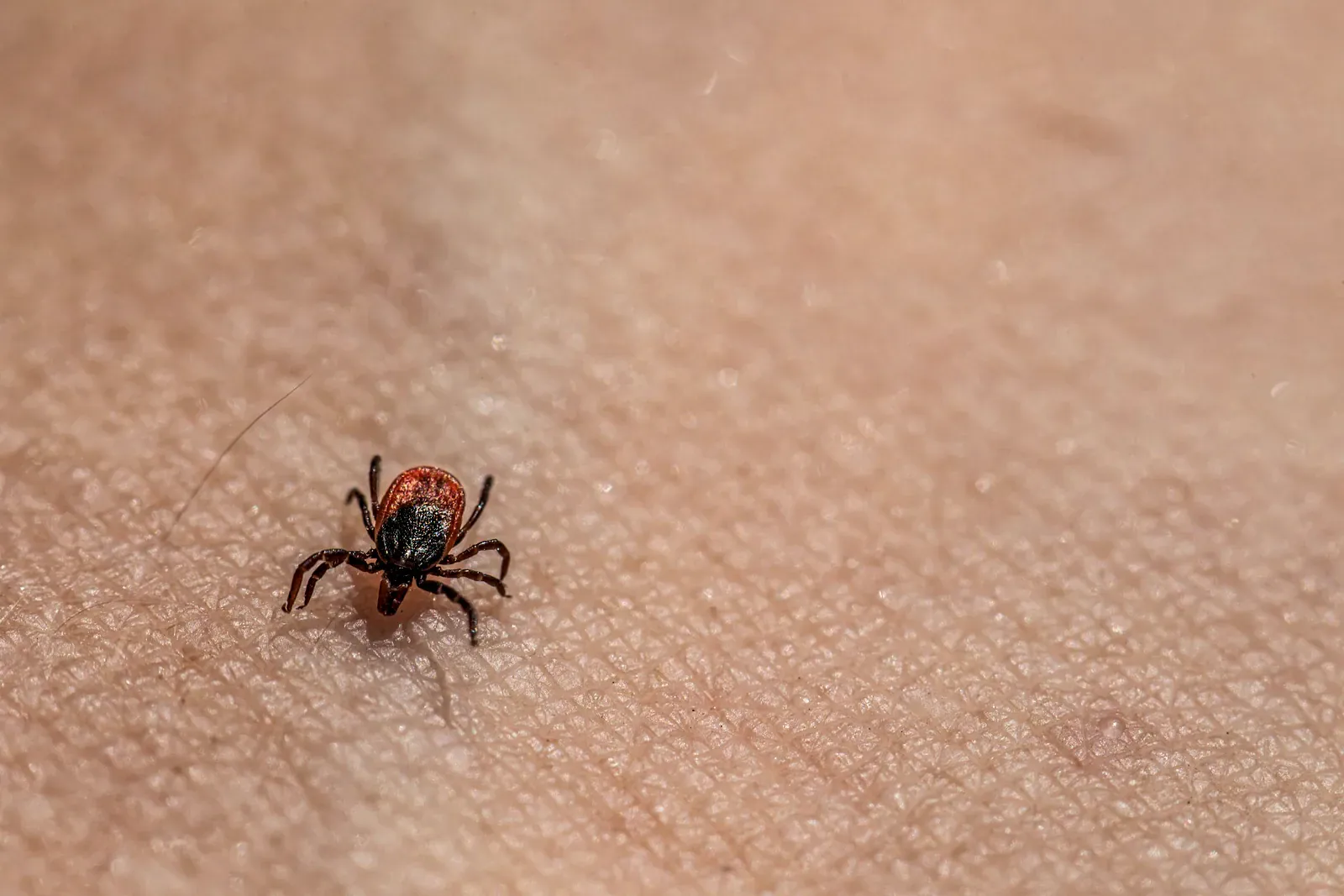Close-up of a tick crawling on skin