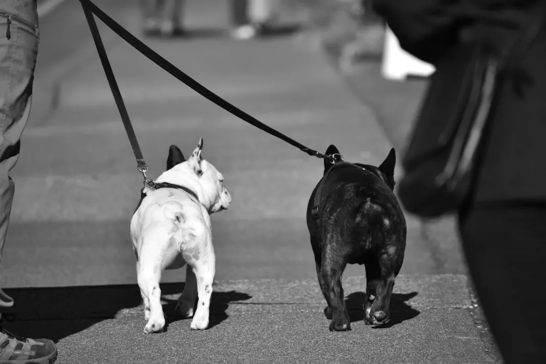Two French Bulldogs, one white and one black, walking on leads along a pavement
