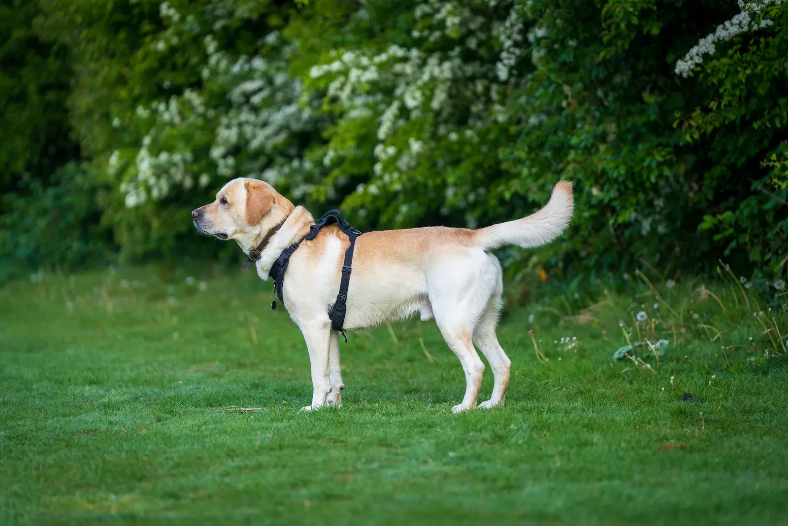 Yellow Labrador Retriever standing side-on on grass