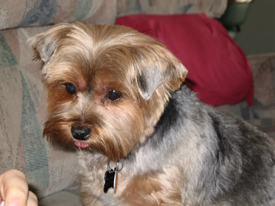 Yorkshire Terrier, close-up of the head