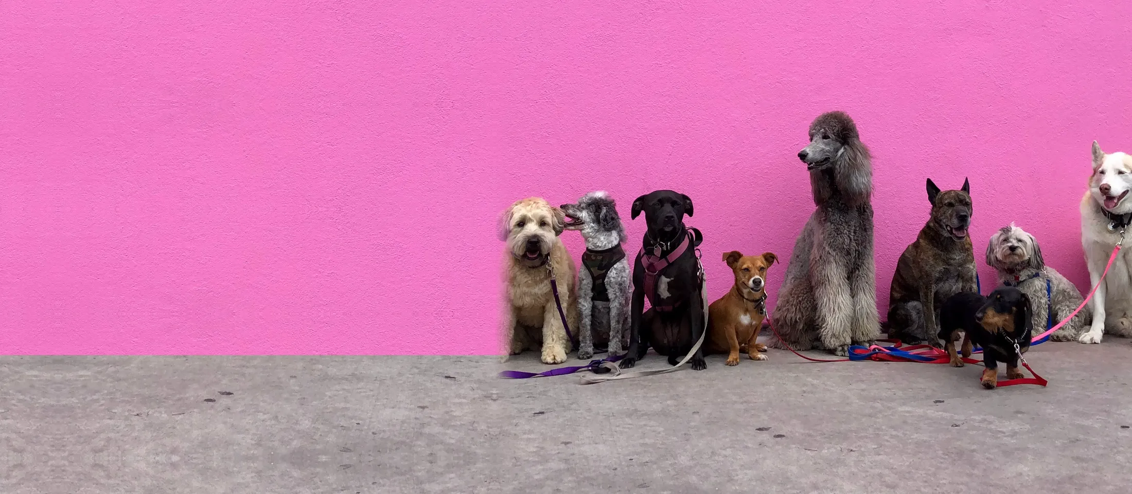 A row of dogs of many breeds sitting on leads in front of a pink wall